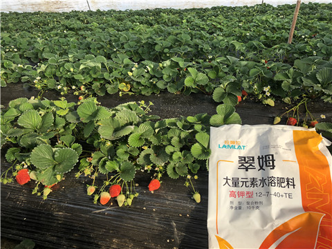 水溶肥，葉面肥，根碧多