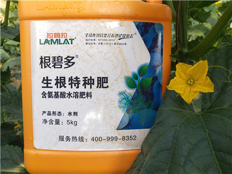 根碧多，拉姆拉
