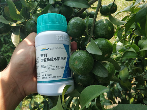 葉面肥，拉姆拉，翠姆