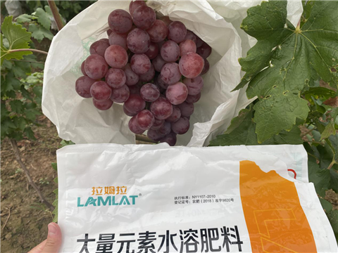 大量元素水溶肥，拉姆拉，翠姆
