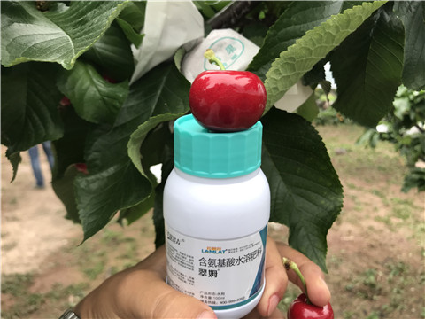 水溶肥，拉姆拉，翠姆