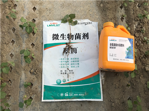 葉面肥，拉姆拉，翠姆