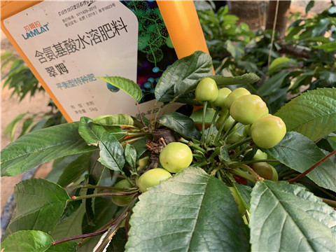 氨基酸水溶肥，拉姆拉，翠姆