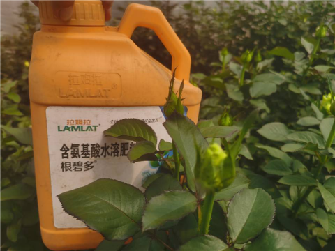 生根劑，拉姆拉，翠姆