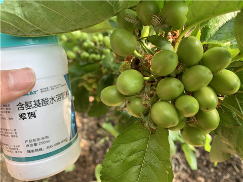 氨基酸水溶肥，拉姆拉，翠姆