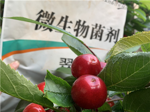 微生物菌劑，拉姆拉，翠姆