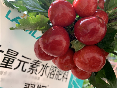 大量元素水溶肥，拉姆拉，翠姆