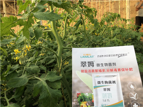 微生物菌劑，翠姆，拉姆拉