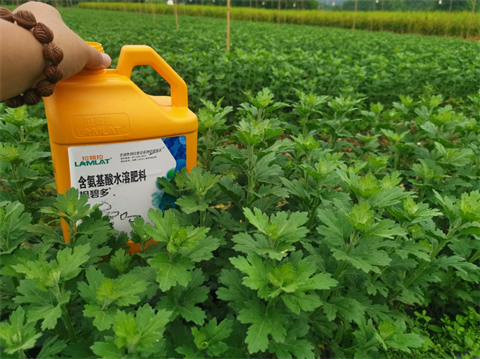 菊花種植,水溶肥廠家，翠姆